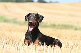 DOBERMANN 953